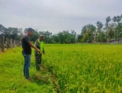 Babinsa Posramil 05/Pante Ceureumen Kodim 0105/Aceh Barat Aktif Dampingi Petani Demi Wujudkan Swasembada Pangan