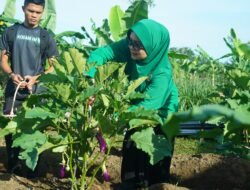 Korem 012/Teuku Umar Gelar Panen Raya dikebun Ketahanan Pangan
