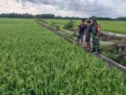 Babinsa Posramil 05/Pante Ceureumen Kodim 0105/Aceh Barat Aktif Dampingi Petani Demi Wujudkan Swasembada Pangan