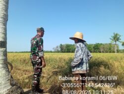 Peran Vital Babinsa Koramil 06/Belawang dalam Pendampingan Petani Padi