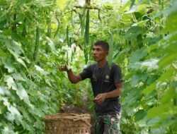 Korem 012/Teuku Umar Wujudkan Program Hanpangan Lewat Panen Gambas dan Timun