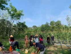 Babinsa Dampingi Warga Desa Sawang Panen Jagung Manis