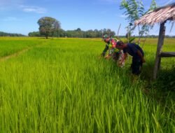 ‎Babinsa Koramil 0105-10/Woyla Barat dan Petani Lakukan Pengecekan Hama Padi di Desa Pasi Jeut‎