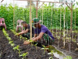 Strategi Korem 012/TU Perkuat Ketahanan Pangan Melalui Budidaya Kacang Panjang