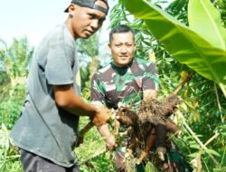 Singkong Jadi Andalan, Korem 012/TU Wujudkan Swasembada Pangan