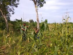 Babinsa Posramil 05/Pante Ceureumen Kodim 0105/Aceh Barat Dampingi Petani Optimalkan Pertumbuhan Tanaman