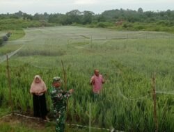 Babinsa Posramil 05/PC Aktif Dampingi Petani, Bantu Pasang Benang untuk Usir Hama Burung