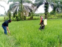 Babinsa Koramil 09/Samatiga Bersama Pok Tani Laksanakan Penyemprotan dan Pemeliharaan Padi