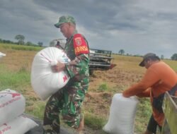 Babinsa Serka Sugito Ikut Angkat Karung Gabah, Bukti Kedekatan TNI dengan Petani