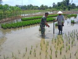 Babinsa 1001-08/Sungai Pandan Dampingi Petani Tanam Padi, Wujud Komitmen TNI dalam Mendukung Ketahanan Pangan