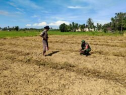 Babinsa Posramil 05/PC Terus Lakukan Pendampingan Petani Tanam Kacang