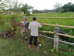 Sinergitas Babinsa dan Petani Memantau Pertumbuhan Tanaman Padi di Desa Binaannya
