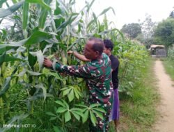 Sambil Komsos, Babinsa Koramil 04/Meureubo Dampingi Petani Mengecek Bonggol Jagung yang Mulai Berisi