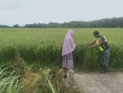‎Babinsa Koramil 0105-10/Woyla Barat Pantau Pertumbuhan Padi Milik Warga di Desa Cot Lagan