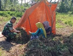 Babinsa Posramil 05/Pante Ceureumen, Koptu Azhari, Dampingi Petani Panen Kacang Tanah di Wilayah Binaan