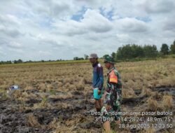 Babinsa Koramil 1005-09/Anjir Pasar Dampingi Petani Desa Andaman Tingkatkan Produksi Pangan