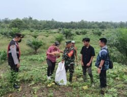 Babinsa Bantu Petani, Dampingi Perawatan Tanaman Labu hingga Panen