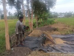 Dekat dengan Rakyat, Babinsa Koramil 1005-10/Tamban Turun ke Sawah Bantu Petani