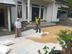 Babinsa Posramil 06 Bubon Koptu Usman Membantu Menjemur Padi