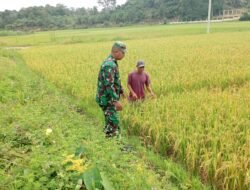Babinsa Posramil 05/PC, Dampingi Petani Cek Perkembangan Padi di Masa Panen