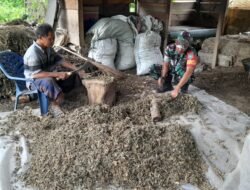 Babinsa Teunom Turun Langsung Bantu Petani Olah Hasil Panen Nilam