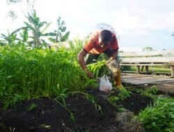 TNI AD Dukung Ketahanan Pangan, Korem 012/TU Panen Kangkung dengan Hasil Melimpah