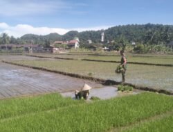 Serda Rahmad Turun ke Sawah, Bantu Petani dan Dukung Ketahanan Pangan