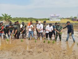 Kalsel Targetkan Swasembada Pangan, Panen Raya di Barito Kuala Jadi Bukti Nyata