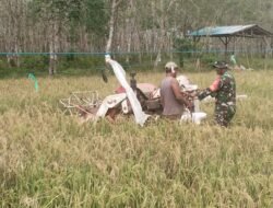 Babinsa Koramil 1004-11/Pulau Laut Barat Bantu Petani Panen Padi, Wujud Kemanunggalan TNI-Rakyat