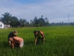 Babinsa Koramil 03/Kaway XVI Laksanakan Pemantauan Perkembangan Padi