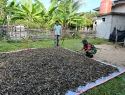 Babinsa Kodim 0114/Aceh Jaya Turun Langsung Bantu Petani Jemur Nilam, Wujud Kemanunggalan TNI dengan Rakyat