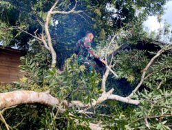 Tanggap dan Peduli: Babinsa Koramil 1003-02/Padang Batung-Loksado Bantu Masyarakat Atasi Pohon Tumbang