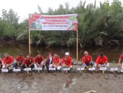 TNI AD melalui Kodim 0105/Abar Lakukan Penanaman Mangrove untuk Cegah Abrasi