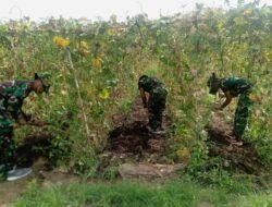 Personel Yonif TP 856/SBS Ikuti Pelatihan Ketahanan Pangan