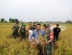 Babinsa Dukung Ketahanan Pangan melalui Panen Perdana Padi Varietas Unggul