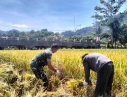 Babinsa Jajaran Korem 012/Teuku Umar Bantu Petani Panen Padi di Aceh Selatan