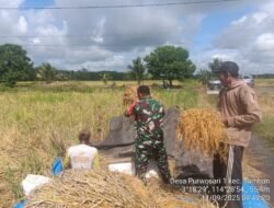 Babinsa Turun Sawah: Bukti Nyata TNI Dukung Ketahanan Pangan di Barito Kuala