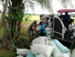 Untuk Meningkat Kan Ketahanan Pangan Babinsa Posramil 06/Bubon Bantu Petani Menurunkan Gabah dalam Masa Panen