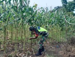 Babinsa Koramil 03/Setia Bakti Dampingi Poktan Lhokbot dalam Kegiatan Hanpangan Jagung dan Padi