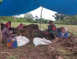 Dalam Pendekatan dengan Warga, Babinsa Posramil 05/PC Terus Bantu Petani Panen Kacang Tanah