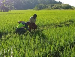 Koramil 03 Setia Bakti Perluas Ketahanan Pangan dengan Pendampingan Kelompok Tani di Lhokbot
