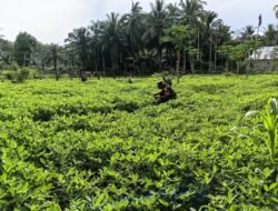 Babinsa Koramil 05/Panga Pantau Perkembangan Tanaman Kacang Tanah di Desa Alue Piet