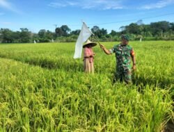 Babinsa Koramil 05/Panga Bantu Petani Usir Hama Burung di Sawah Desa Tuwi Kayee