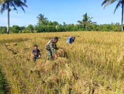 Babinsa posramil 06 Bubon Dampingi Petani Panen Padi
