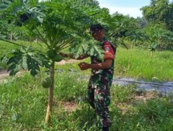 Koramil 04/Krueng Sabee Laksanakan Pemantauan Tanaman Pepaya di Lahan Binaan