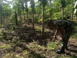 Koramil 01/Jaya Meningkatkan Ketahanan Pangan Melalui Perawatan Kebun Serentak