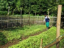 Di Balik Kesederhanaan, Letda Isdayun Menunjukkan Pengabdian Melalui Pertanian