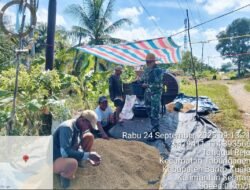 Babinsa Koramil 1005-11/Tabunganen Turun ke Sawah, Bantu Petani Tingkatkan Kualitas Padi