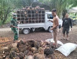 Babinsa Panga Jalin Komunikasi dengan Pedagang Sawit, Pantau Harga dan Produksi TBS di Desa Alue Pit