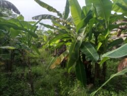 Koramil 01/Jaya Meningkatkan Ketahanan Pangan Melalui Perkebunan Terpadu di Desa Meunasah Weh